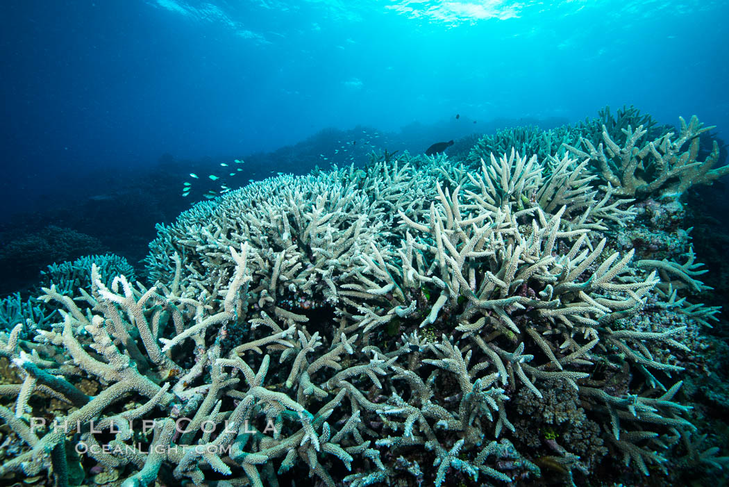 Staghorn coral on pristine Fijian coral reef, Acropora palifera