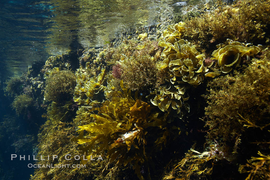 Various kelp and algae, shallow water. Guadalupe Island (Isla Guadalupe), Baja California, Mexico, natural history stock photograph, photo id 21404