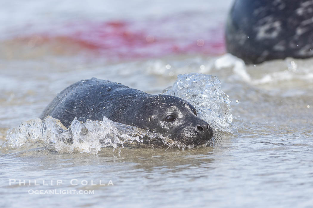 A newborn harbor seal pup in the water at the oceans edge, born just moments before in the ocean and immediately able to swim ashore. The pups placenta and mother are seen in the background. La Jolla, California, USA, Phoca vitulina richardsi, natural history stock photograph, photo id 39101