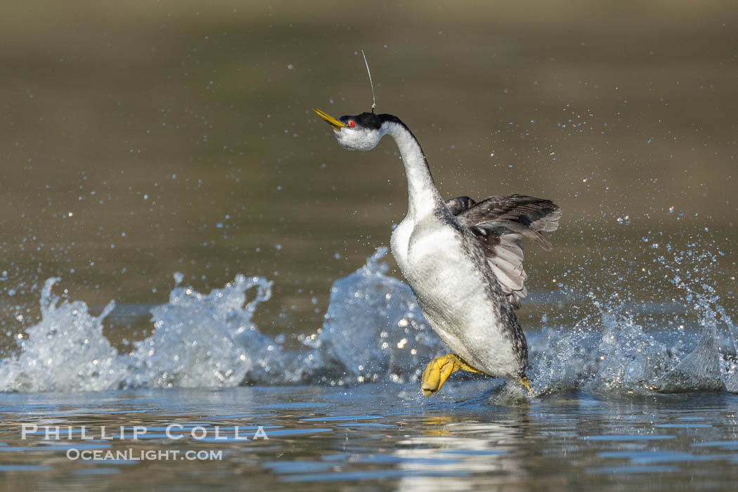 Hook the Western Grebe with a fishing hook embedded in the back side of his head, Lake Wohlford, Aechmophorus occidentalis, Escondido, California