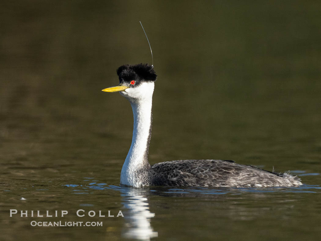 Hook the Western Grebe with a fishing hook embedded in the back side of his head, Lake Wohlford, Aechmophorus occidentalis, Escondido, California