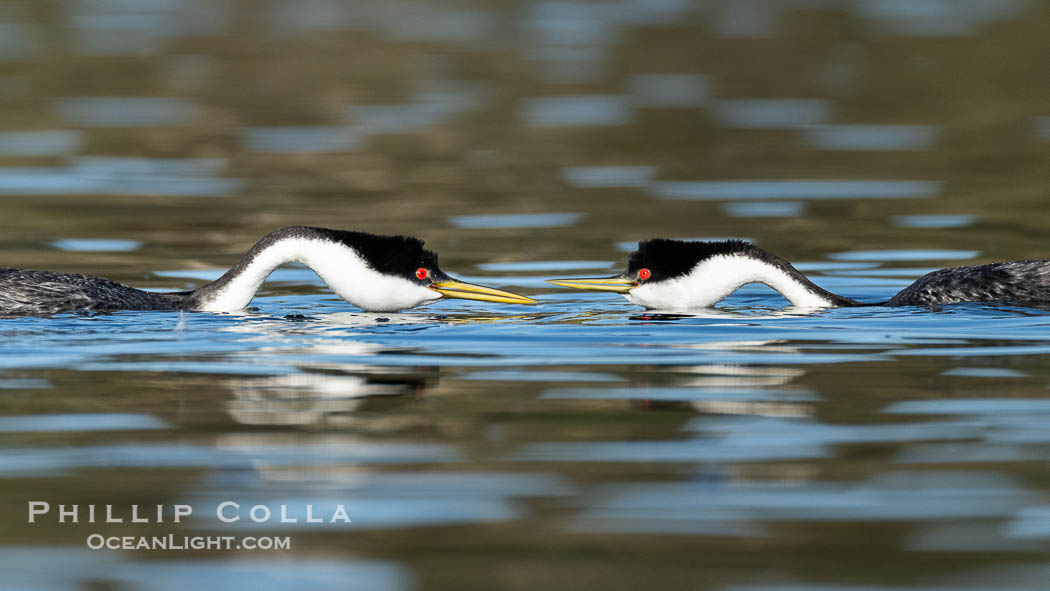 Western Grebes Ratchet Pointing, a courtship behavior in which the grebes assume a low facing position in the water, point beaks at one another and emit a ratchet-like sound. Coupled with dip-shaking, several rounds of ratchet pointing is often an immediate precursor to rushing, Aechmophorus occidentalis, Lake Wohlford, Escondido, California