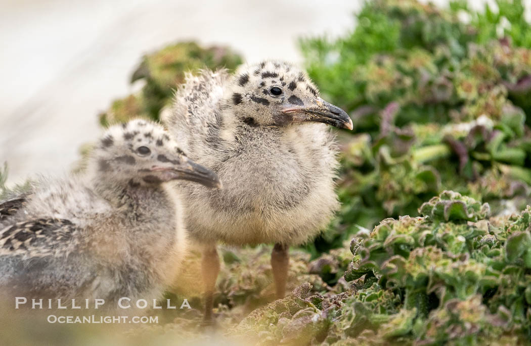 Western Gull Chick at Nest Amidst Plants, Larus occidentalis, La Jolla Cove. California, USA, Larus occidentalis, natural history stock photograph, photo id 39498