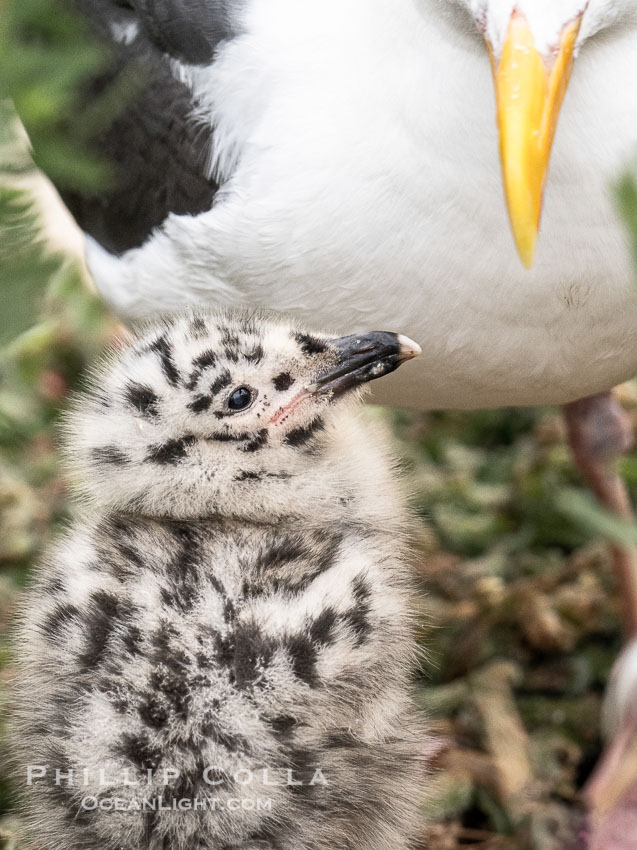 Western Gull Chick at Nest Amidst Plants, Larus occidentalis, La Jolla Cove. California, USA, Larus occidentalis, natural history stock photograph, photo id 39504