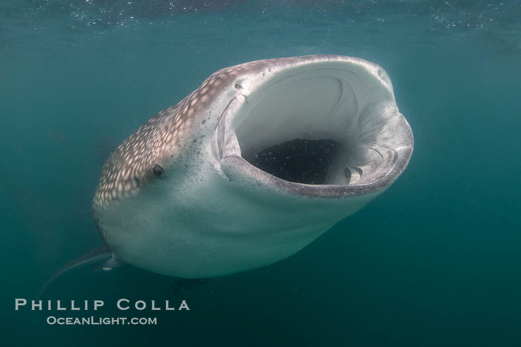 Whale shark opens mouth wide to slurp clouds of mysid shrimp and krill, Rhincodon typus, Bahia de los Angeles, Sea of Cortez, Mexico. Baja California, Rhincodon typus, natural history stock photograph, photo id 40478