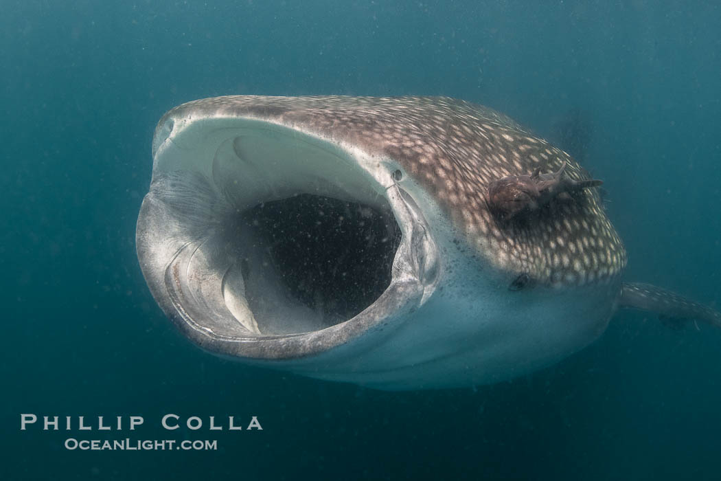 Whale shark opens mouth wide to slurp clouds of mysid shrimp and krill, Rhincodon typus, Bahia de los Angeles, Sea of Cortez, Mexico. Baja California, Rhincodon typus, natural history stock photograph, photo id 40479