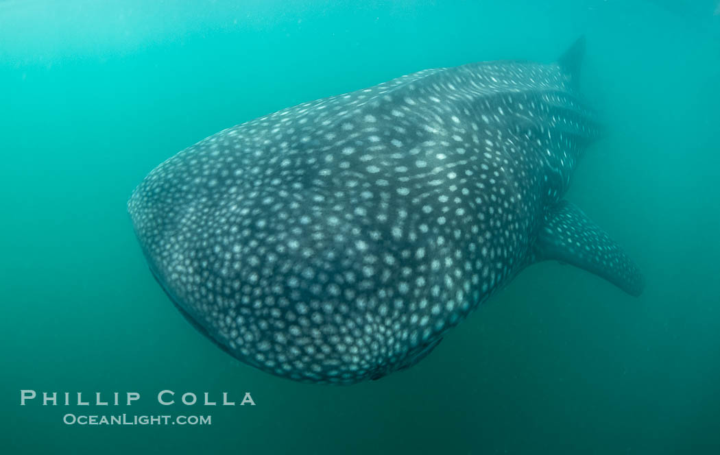 Whale shark, Rhincodon typus, Bahia de los Angeles, Sea of Cortez, Mexico. Baja California, Rhincodon typus, natural history stock photograph, photo id 40477