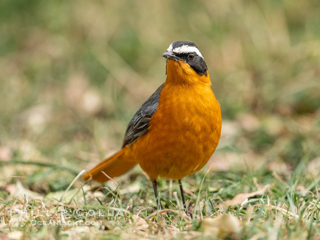 White-browed Robin-Chat, Cossypha heuglini, Mara North Conservancy, Kenya., Cossypha heuglini, natural history stock photograph, photo id 39720