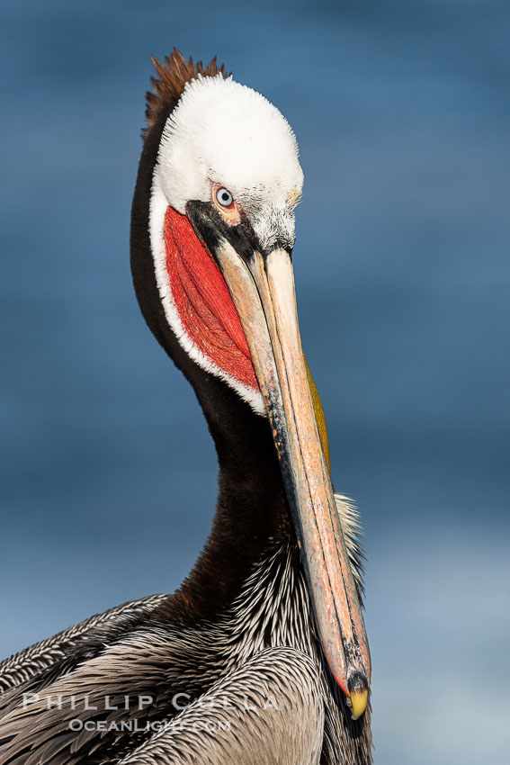 White headed morph of a California brown pelican in breeding plumage portrait, with brown hind neck and bright red throat but lacking yellow head, Pelecanus occidentalis californicus, Pelecanus occidentalis, La Jolla