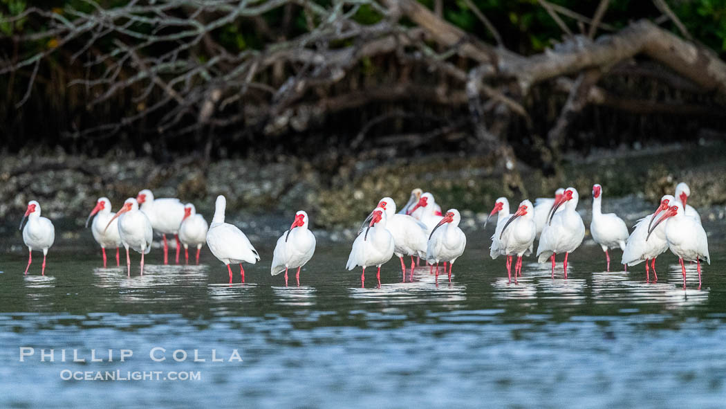 White Ibis gather on shore, Eudocimus albus, Alafia Banks, Florida. Alafia Banks Critical Wildlife Area, Tampa, USA, Eudocimus albus, natural history stock photograph, photo id 40547