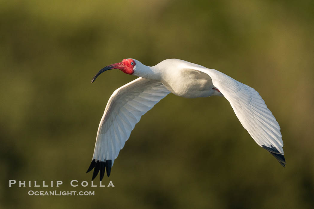 White Ibis in flight, Eudocimus albus, Alafia Banks, Florida. Alafia Banks Critical Wildlife Area, Tampa, USA, Eudocimus albus, natural history stock photograph, photo id 40546