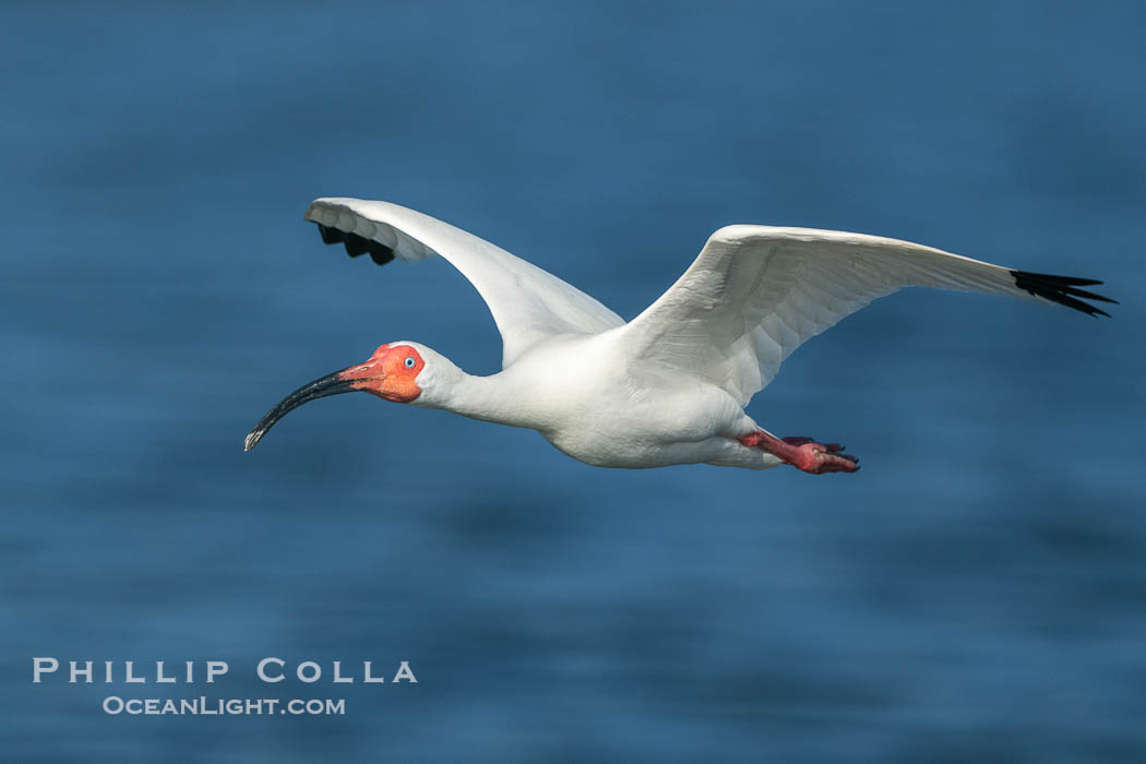 White Ibis in flight, Eudocimus albus, Alafia Banks, Florida, Eudocimus albus, Alafia Banks Critical Wildlife Area, Tampa