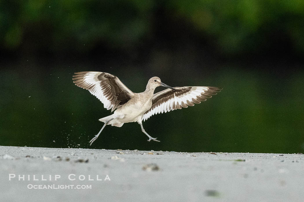 Willet, Tringa semipalmata, running on shore with wings raised and spread, Alafia Banks, Florida. Alafia Banks Critical Wildlife Area, Tampa, USA, Tringa semipalmata, natural history stock photograph, photo id 40540