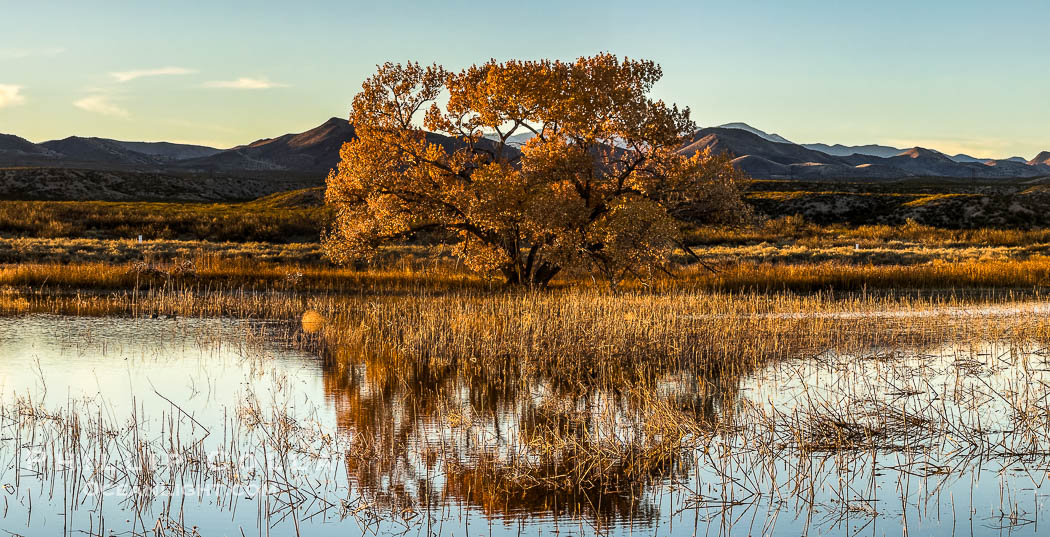 Winter Foliage and Late Afternoon Landscape, Bosque del Apache National Wildlife Refuge. Socorro, New Mexico, USA, natural history stock photograph, photo id 39929