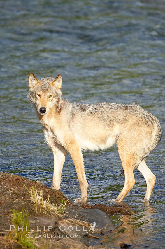 Wolf. Brooks River, Katmai National Park, Alaska, USA, natural history stock photograph, photo id 16982