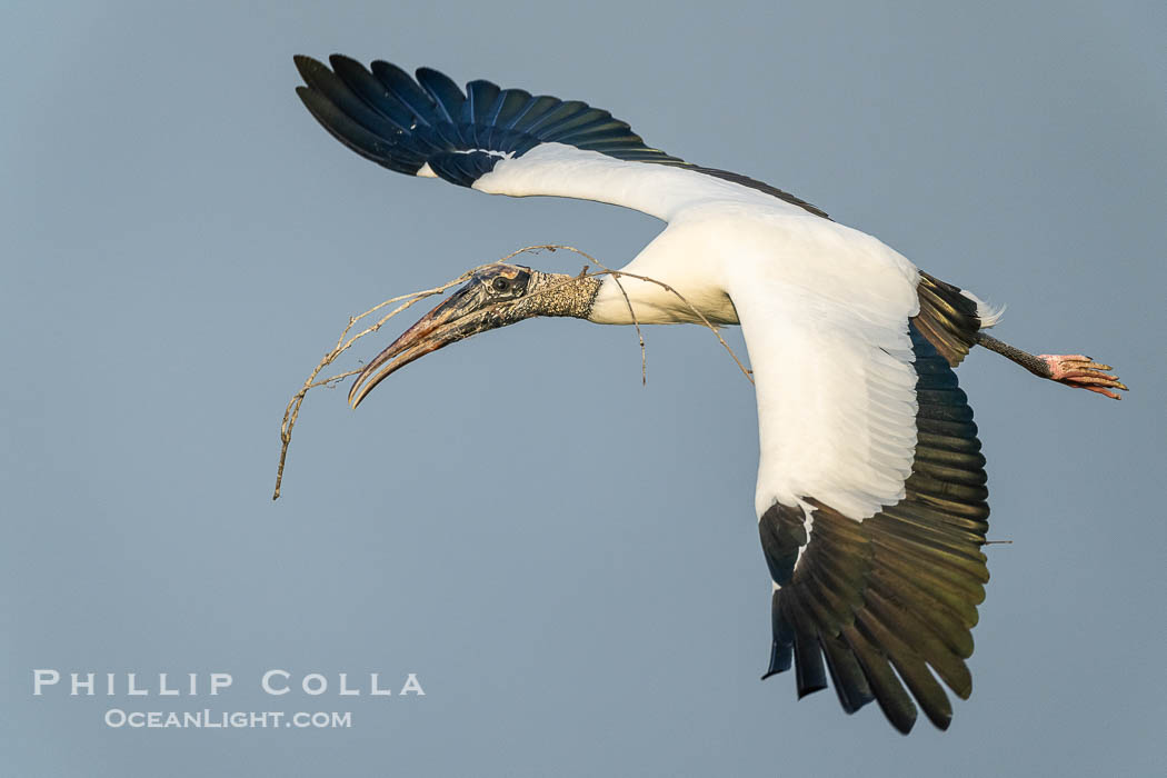 Wood Stork in flight carrying nesting material, Mycteria americana, Mycteria americana, Harley Davidson Rookery, Brandon, Florida