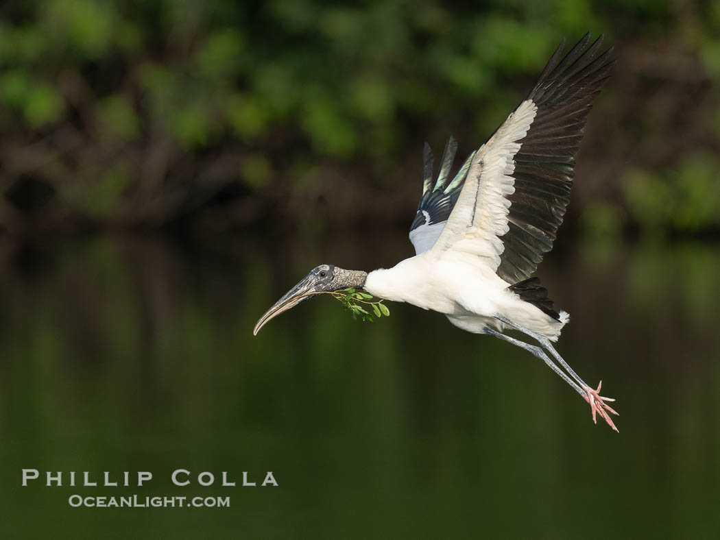 Wood Stork in flight carrying nesting material, Mycteria americana. Harley Davidson Rookery, Brandon, Florida, USA, Mycteria americana, natural history stock photograph, photo id 40560