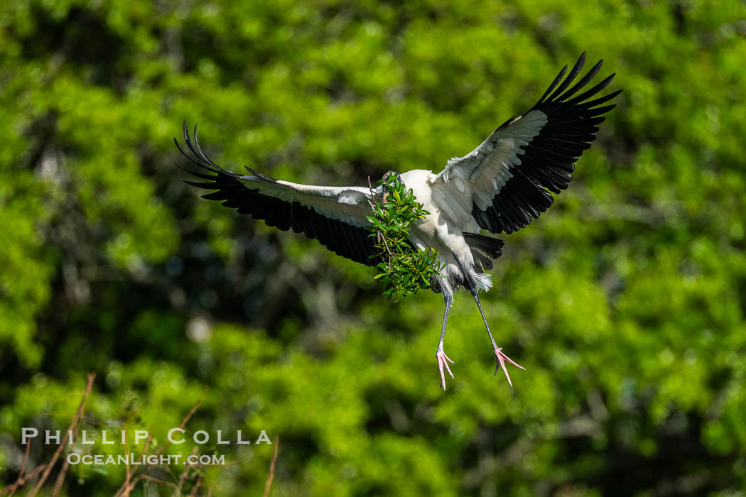 Wood Stork in flight carrying nesting material, Mycteria americana. Harley Davidson Rookery, Brandon, Florida, USA, Mycteria americana, natural history stock photograph, photo id 40559