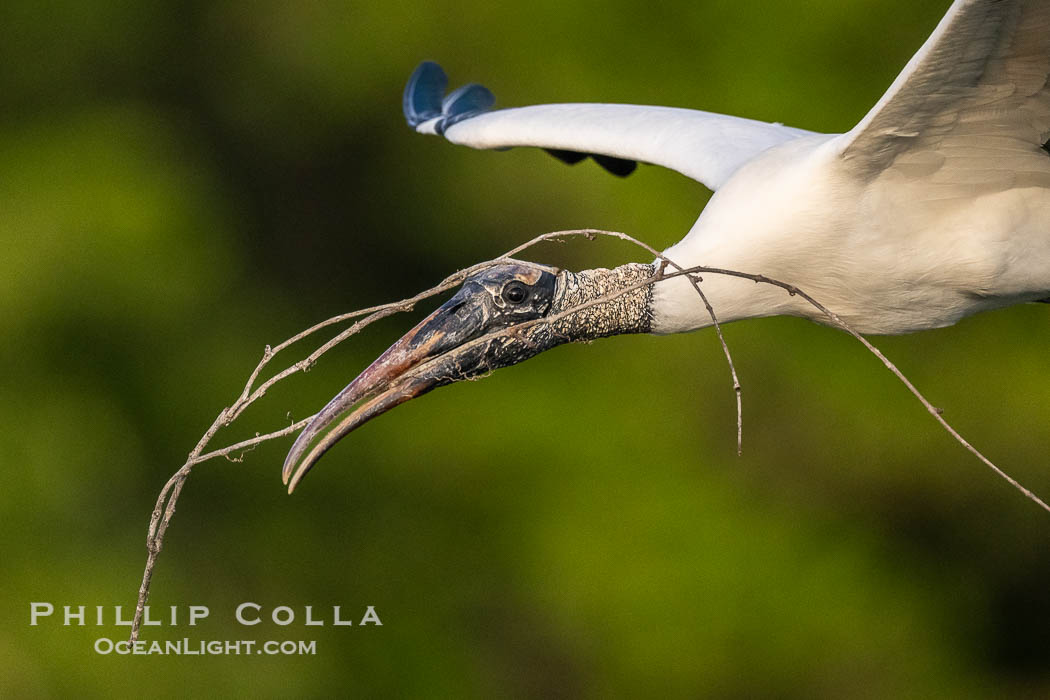 Wood Stork in flight carrying nesting material, Mycteria americana, Mycteria americana, Harley Davidson Rookery, Brandon, Florida