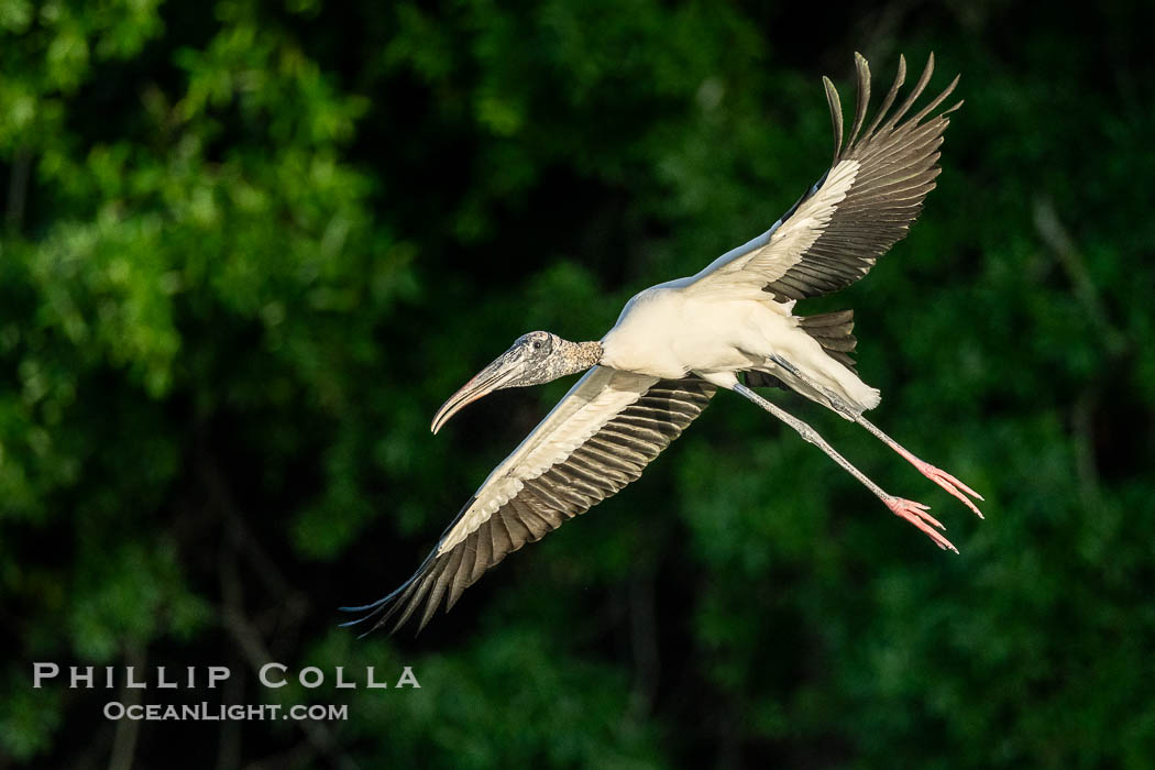 Wood Stork in flight, Mycteria americana. Harley Davidson Rookery, Brandon, Florida, USA, Mycteria americana, natural history stock photograph, photo id 40562