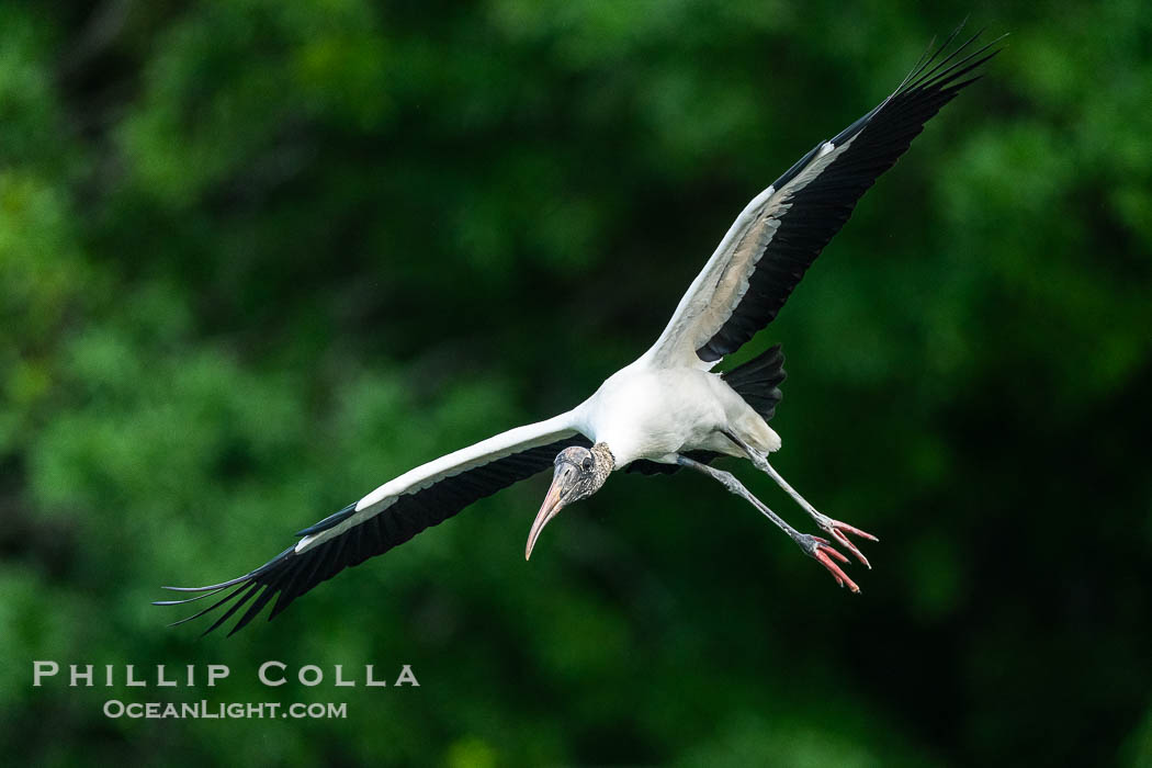 Wood Stork in flight, Mycteria americana. Harley Davidson Rookery, Brandon, Florida, USA, Mycteria americana, natural history stock photograph, photo id 40551