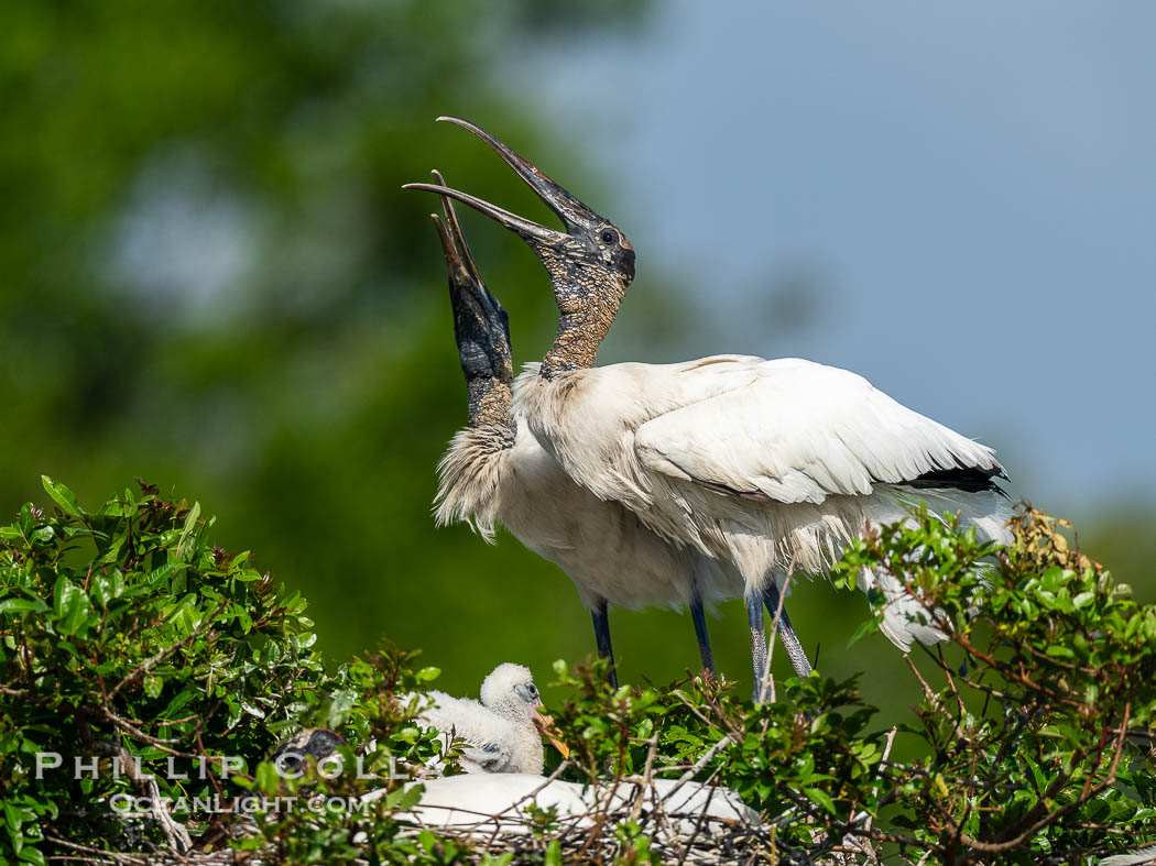 Wood Stork, mated pair courting at the nest, Mycteria americana. Harley Davidson Rookery, Brandon, Florida, USA, Mycteria americana, natural history stock photograph, photo id 40558