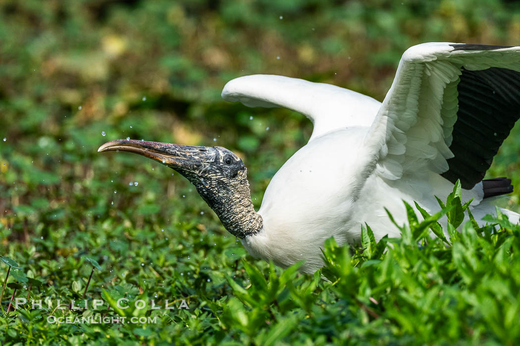 Wood Stork, Mycteria americana. Harley Davidson Rookery, Brandon, Florida, USA, Mycteria americana, natural history stock photograph, photo id 40552