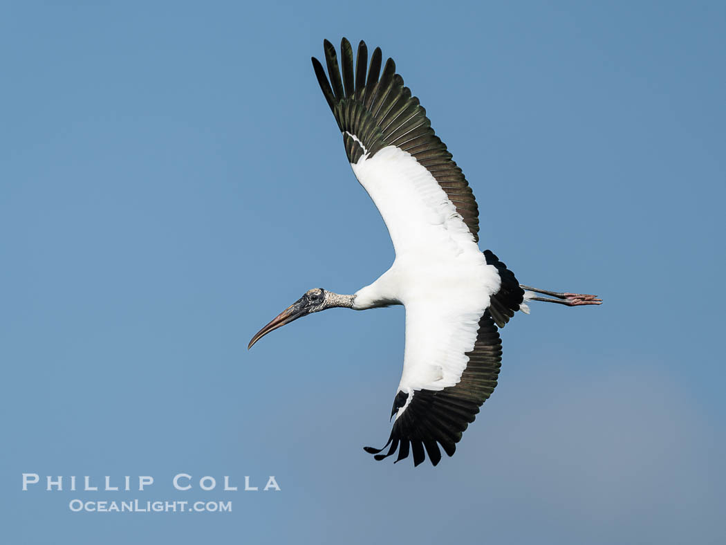 Wood Stork, Mycteria americana, Mycteria americana, Harley Davidson Rookery, Brandon, Florida