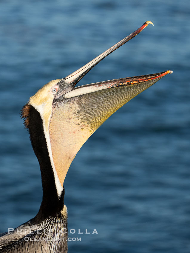 Yellow morph California brown pelican performing a head throw, with distinctive winter breeding plumage including dark brown nape and yellow head feathers. Note the unusual yellow gular throat pouch. La Jolla, USA, Pelecanus occidentalis californicus, Pelecanus occidentalis, natural history stock photograph, photo id 40109