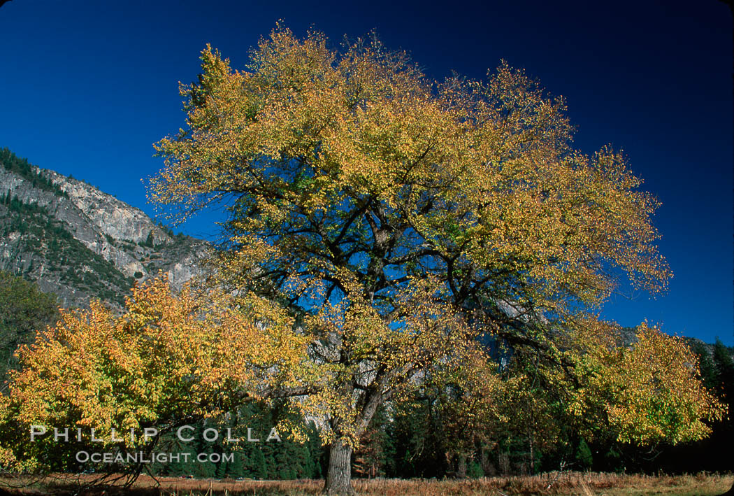 Yosemite National Park. California, USA, natural history stock photograph, photo id 02327