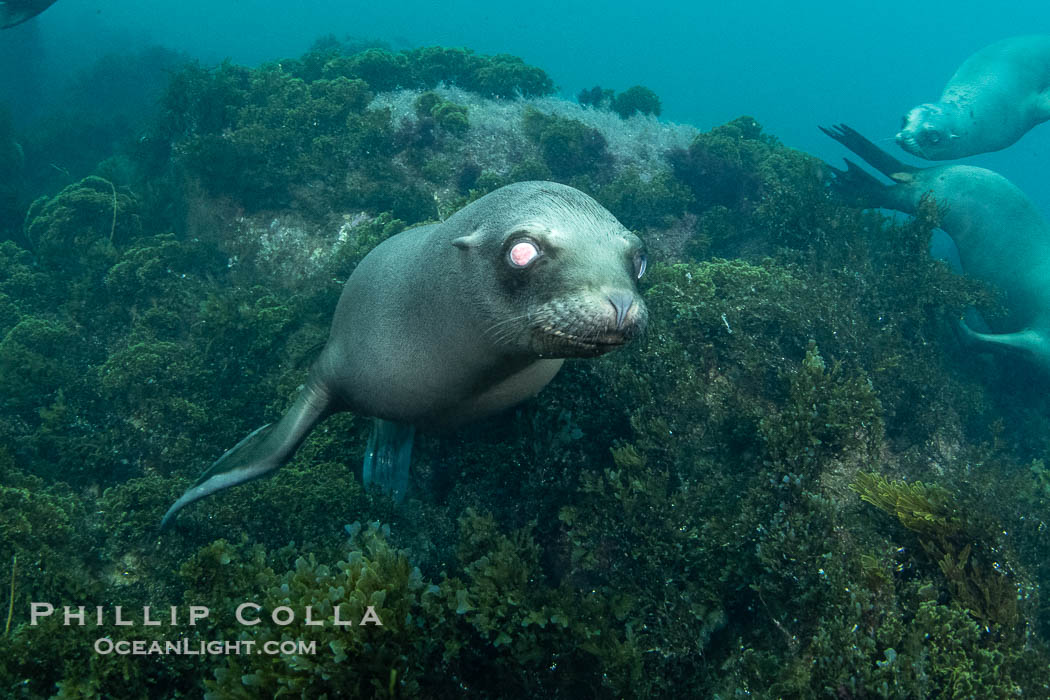 Young California sea lion pup blind in one eye, possibly as a result of a wound or tumor/growth, Coronado Islands near San Diego, Baja California, Mexico. Coronado Islands (Islas Coronado), Zalophus californianus, natural history stock photograph, photo id 40756