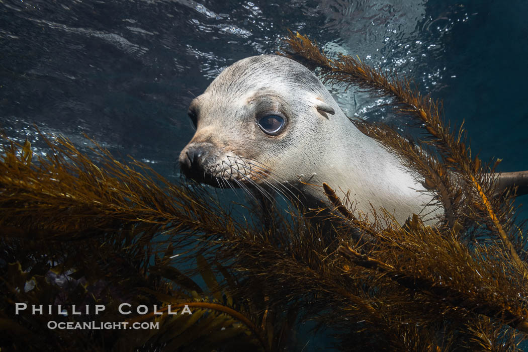 Young California Sea Lion Pup Looks at the Underwater Camera Taking Its Photograph. Coronado Islands (Islas Coronado), Baja California, Mexico, Zalophus californianus, natural history stock photograph, photo id 39968