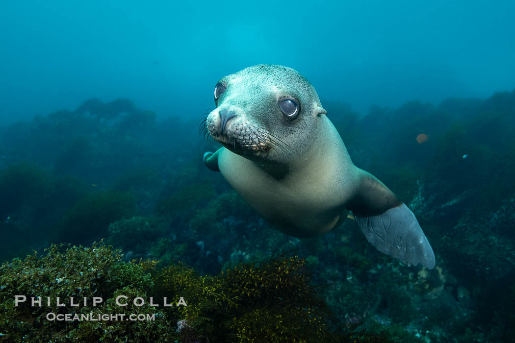 Young California Sea Lion Pup Looks at the Underwater Camera Taking Its Photograph, in the Coronado Islands, Baja, Mexico. Coronado Islands (Islas Coronado), Baja California, Zalophus californianus, natural history stock photograph, photo id 39988