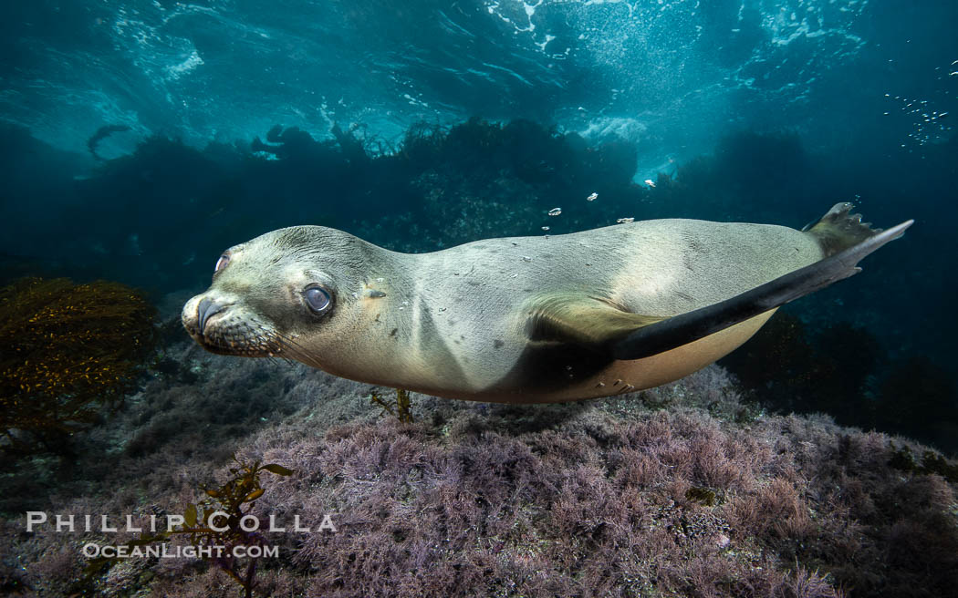 Young California Sea Lion Pup Looks at the Underwater Camera Taking Its Photograph, in the Coronado Islands, Baja, Mexico. Coronado Islands (Islas Coronado), Baja California, Zalophus californianus, natural history stock photograph, photo id 39987