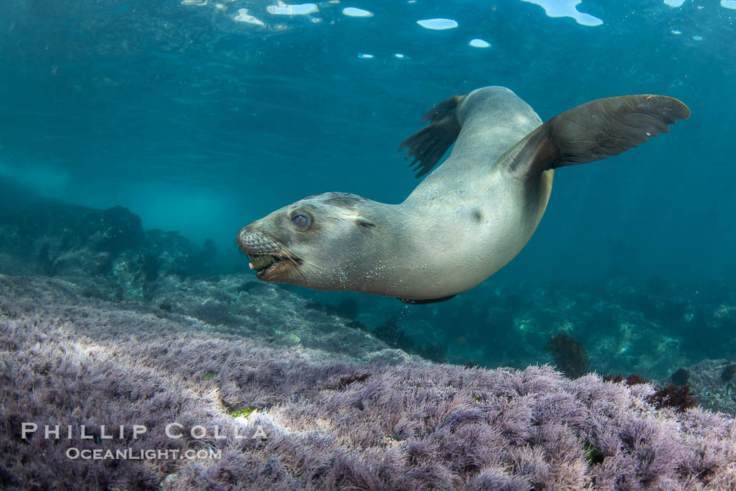 Young California sea lion pup playing with a stone underwater, Coronado Islands near San Diego, Baja California, Mexico, Zalophus californianus, Coronado Islands (Islas Coronado)