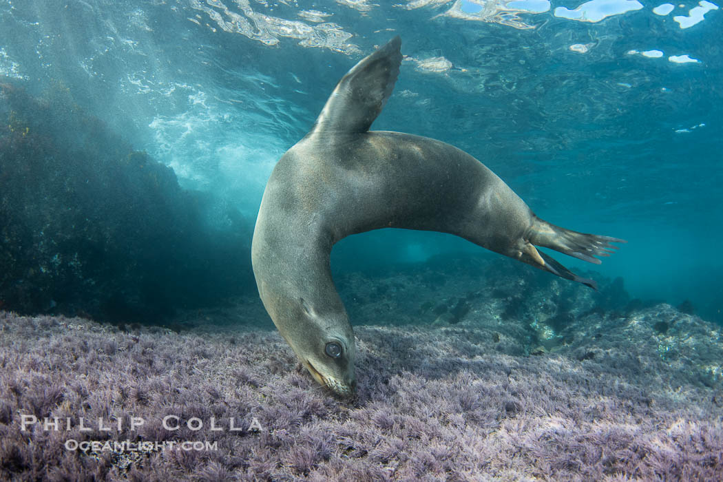 Young California sea lion pup swimming underwater, Coronado Islands near San Diego, Baja California, Mexico. Coronado Islands (Islas Coronado), Zalophus californianus, natural history stock photograph, photo id 40743