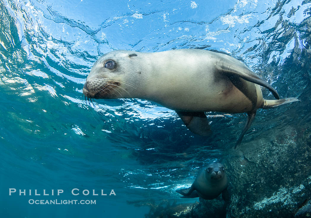 A young California sea lion pup hovers upside down, looking down curiously at the photographer below it, in the shallows of the sea lion colony at the Coronado Islands, Mexico. Coronado Islands (Islas Coronado), Baja California, Zalophus californianus, natural history stock photograph, photo id 39967