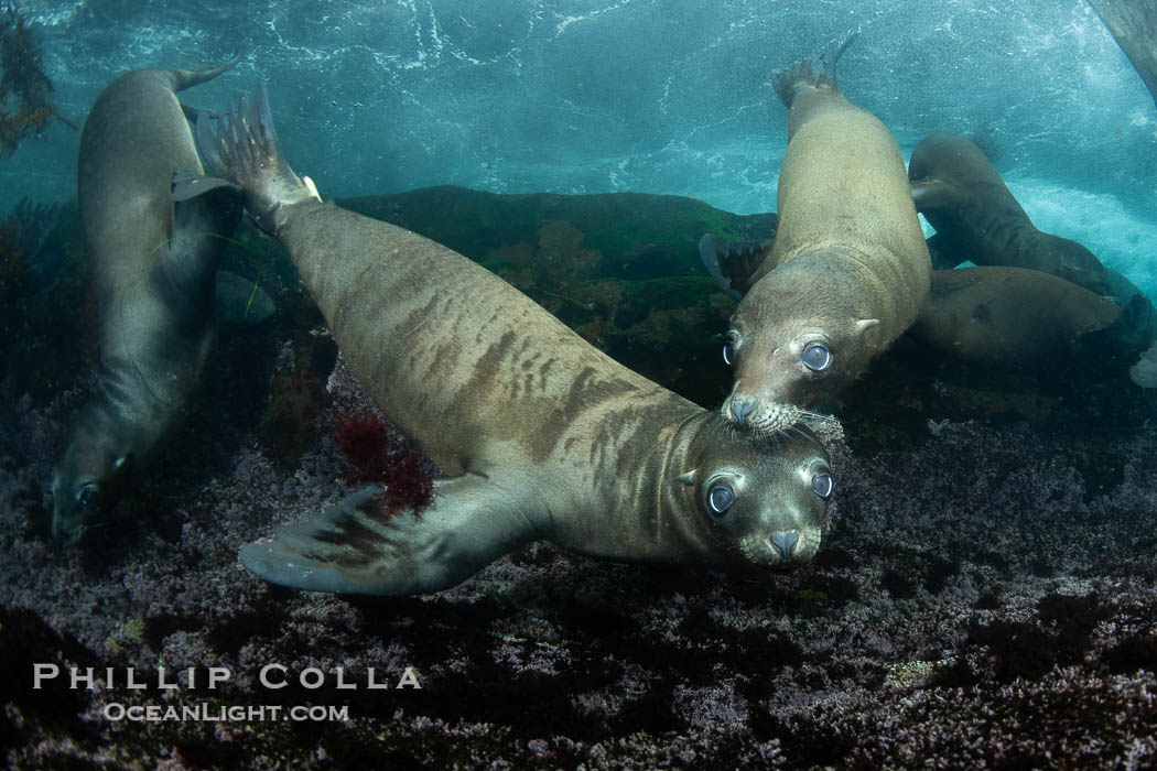 Young California Sea Lions at Play Underwater in the Coronado Islands, Mexico. Pups spend much of their time playing with one another in the water, strengthening their swimming skills and mock jousting. Coronado Islands (Islas Coronado), Baja California, Zalophus californianus, natural history stock photograph, photo id 40682