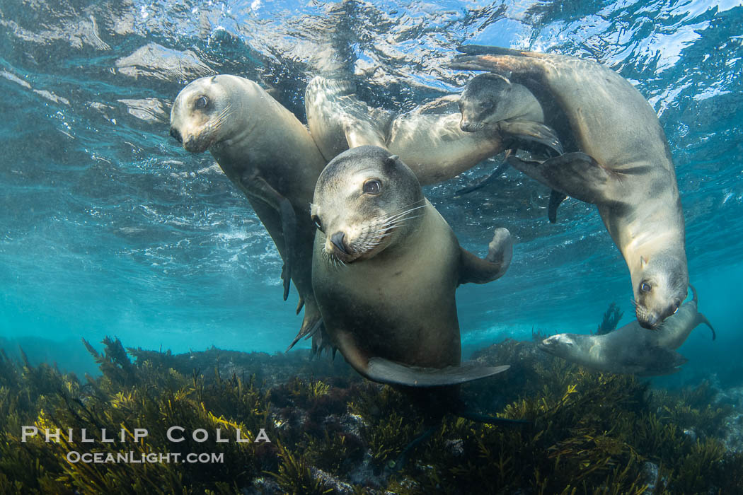 Young California Sea Lions at Play Underwater in the Coronado Islands, Mexico. Pups spend much of their time playing with one another in the water, strengthening their swimming skills and mock jousting, Zalophus californianus, Coronado Islands (Islas Coronado)