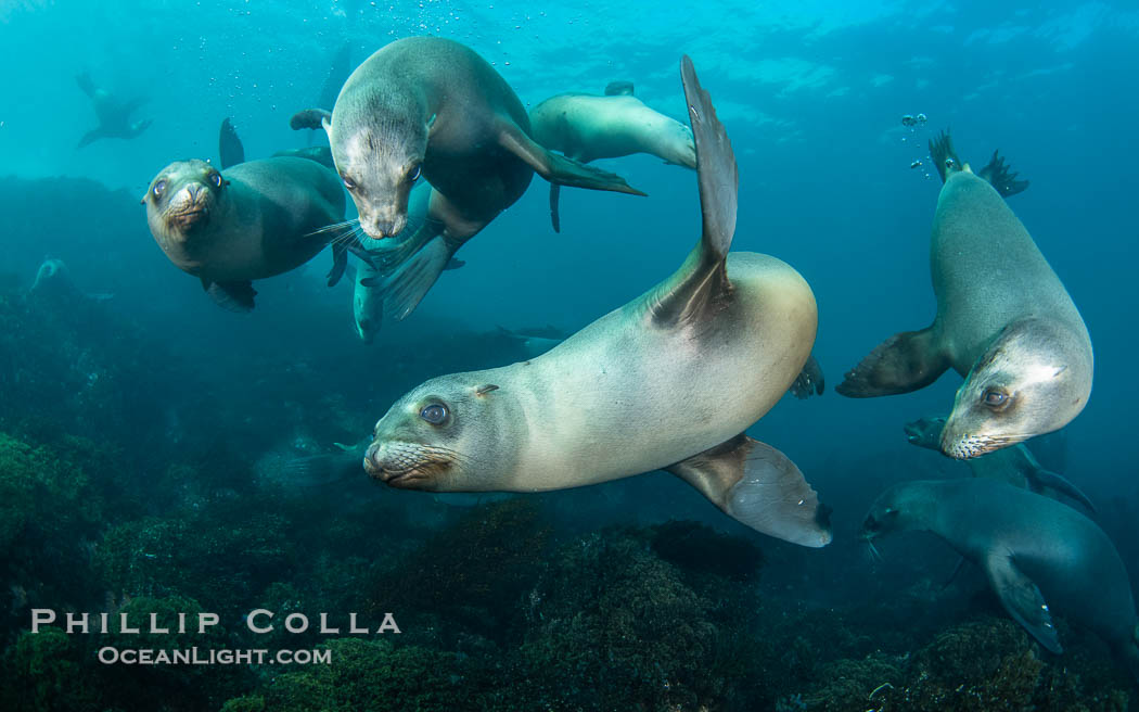 Young California Sea Lions at Play Underwater in the Coronado Islands, Mexico. Pups spend much of their time playing with one another in the water, strengthening their swimming skills and mock jousting, Zalophus californianus, Coronado Islands (Islas Coronado)