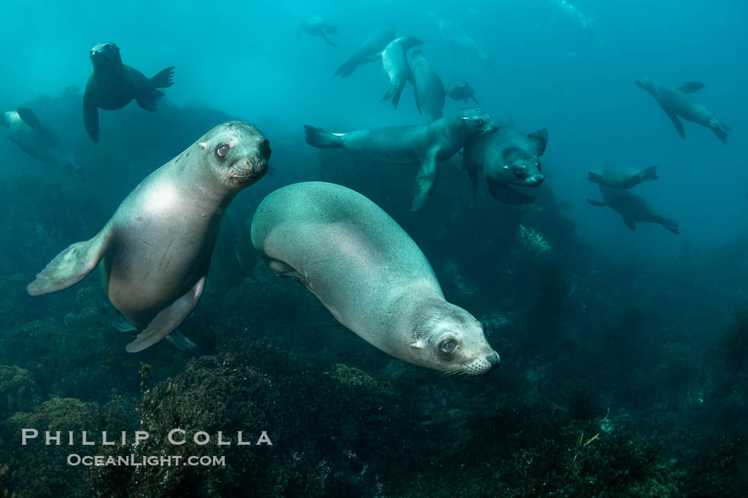 Young California Sea Lions at Play Underwater in the Coronado Islands, Mexico. Pups spend much of their time playing with one another in the water, strengthening their swimming skills and mock jousting, Zalophus californianus, Coronado Islands (Islas Coronado)