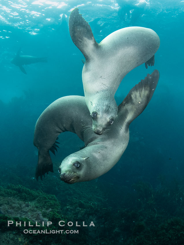 Young California Sea Lions at Play Underwater in the Coronado Islands, Mexico. Pups spend much of their time playing with one another in the water, strengthening their swimming skills and mock jousting, Zalophus californianus, Coronado Islands (Islas Coronado)