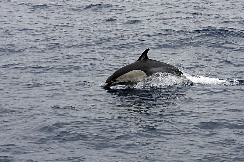 Guadalupe Island 2010, © Skip Stubbs, all rights reserved worldwide