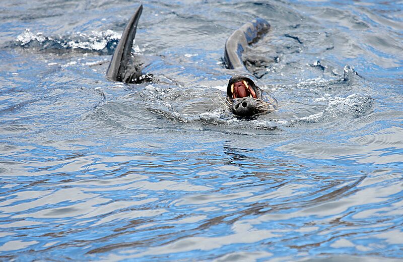 Guadalupe Island 2010, © Skip Stubbs, all rights reserved worldwide